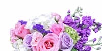 Luxury Collection