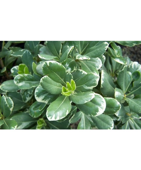 Pittosporum (Variegated)