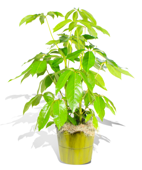Sophisticated Schefflera