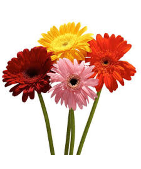 Gerber Daisy