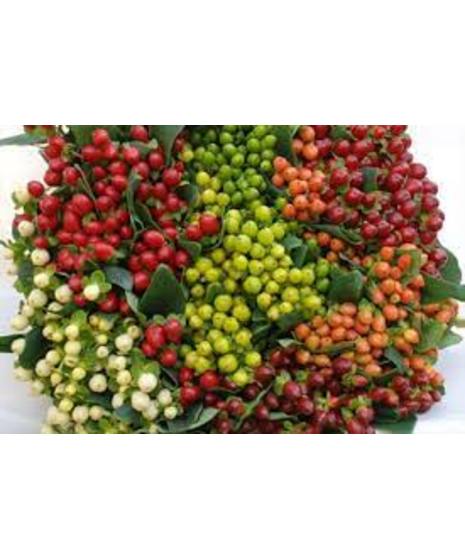 Hypericum Berries
