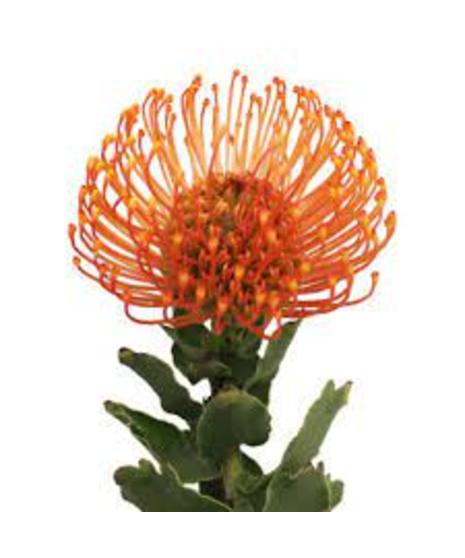 Protea - Pin Cushion