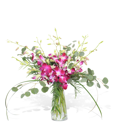 Orchid Mirage