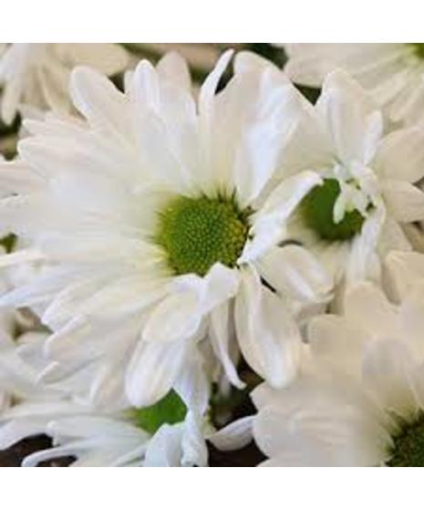 Daisy Mums