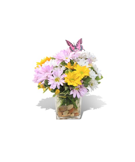 Daisies A-flutter