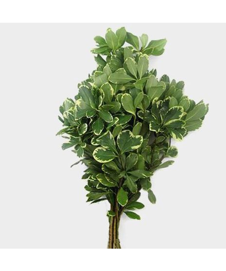Pittosporum (Variegated)