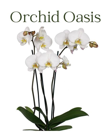 Orchid Oasis