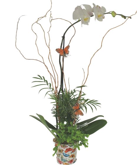 Botanical Butterfly