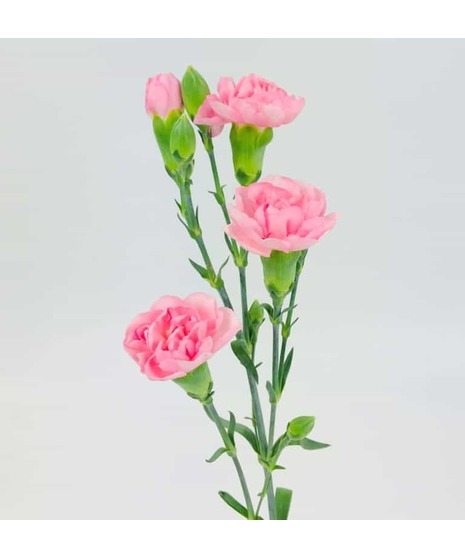 example image of carnations