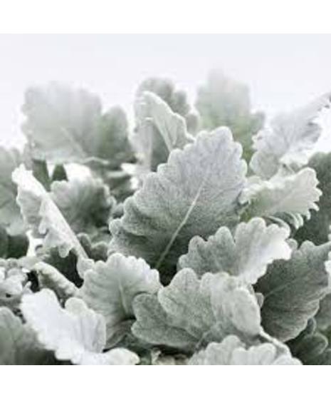 Dusty Miller