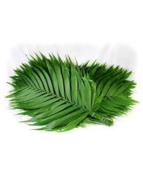 Palm - Emerald