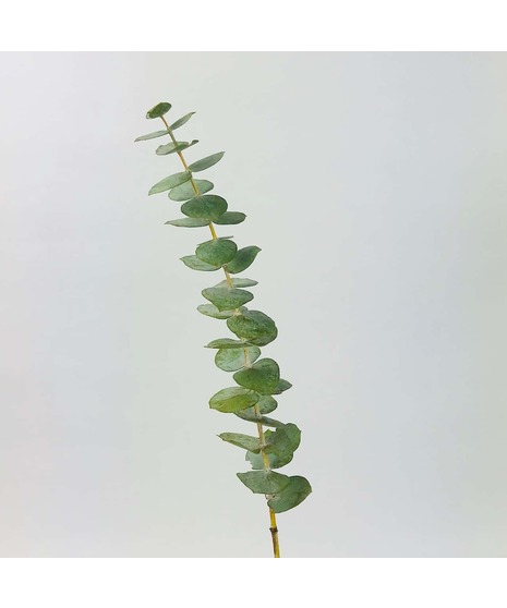 Eucalyptus - Spiral