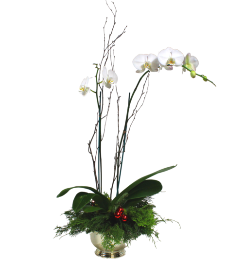 Evergreen Elegance