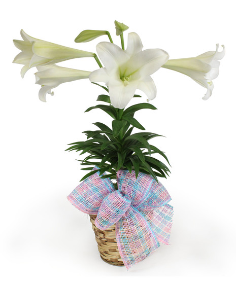 Peaceful Easter Lily
