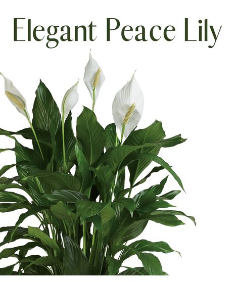 Elegant Peace Lily
