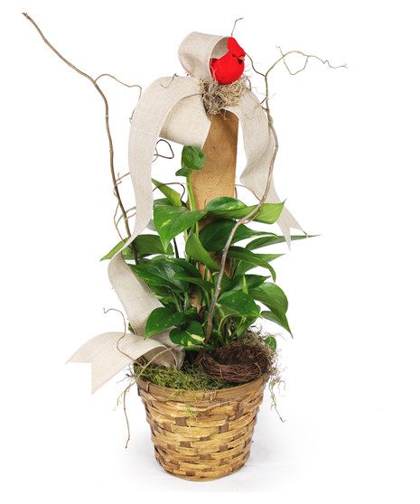 Plants