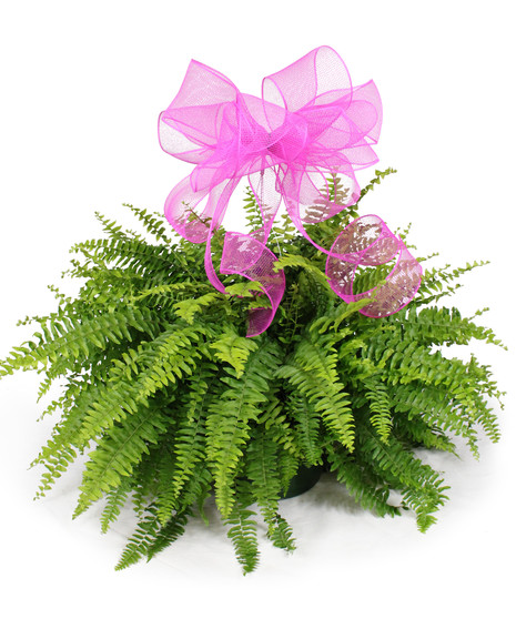 Hanging Fern