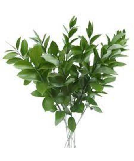 Israeli ruscus