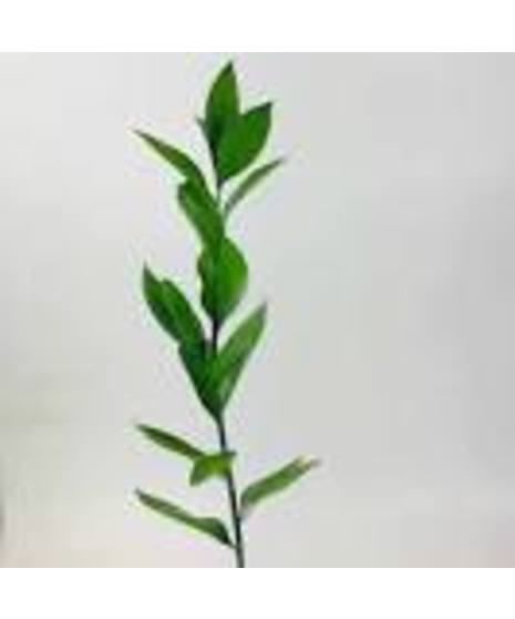Israeli ruscus