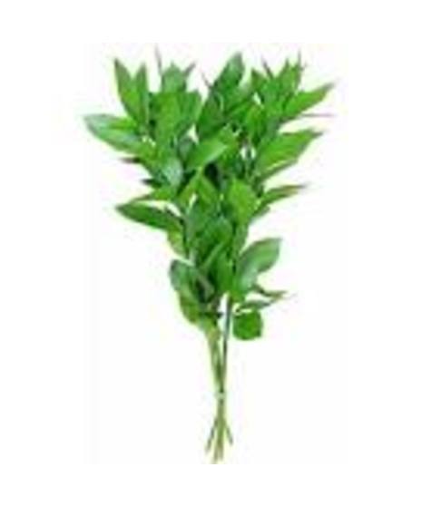 Ruscus - Israeli