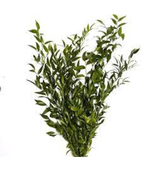 Italian ruscus