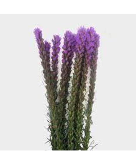 Liatris