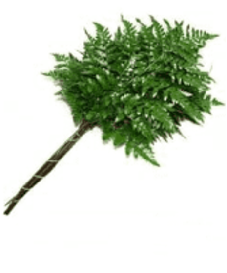 Leatherleaf Fern