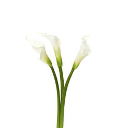 Calla Lily - Large White