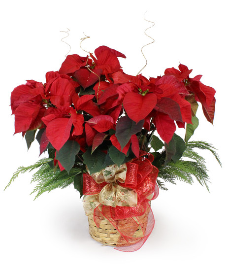 Deluxe Red Poinsettia - Medium Floor Plant