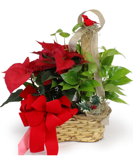 Christmas Cardinal