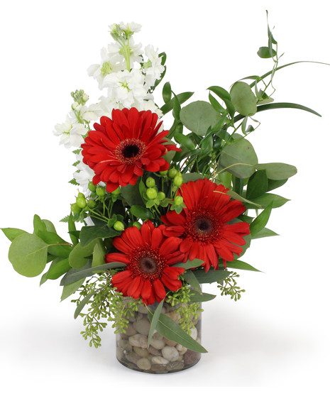 River of Love - Red Gerbera Daisies