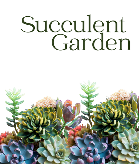 Designers Choice Succulent Garden