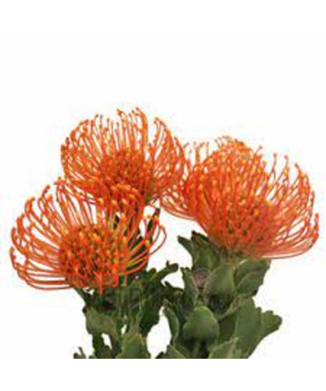 Protea - Pin Cushion
