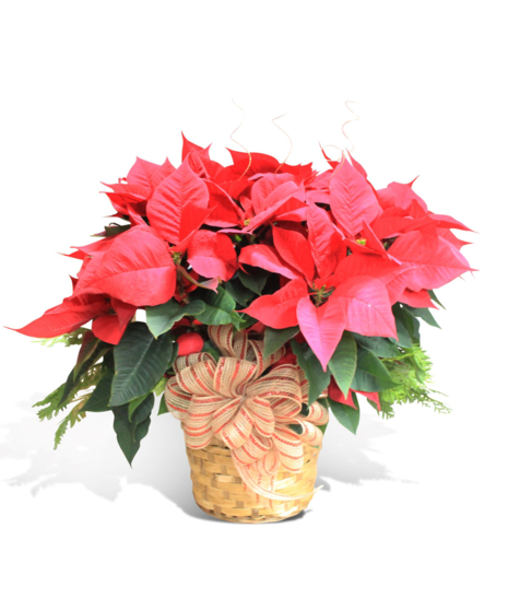 Large Red Poinsettia