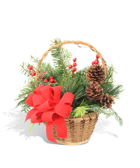 Paris Mountain Pine Cones