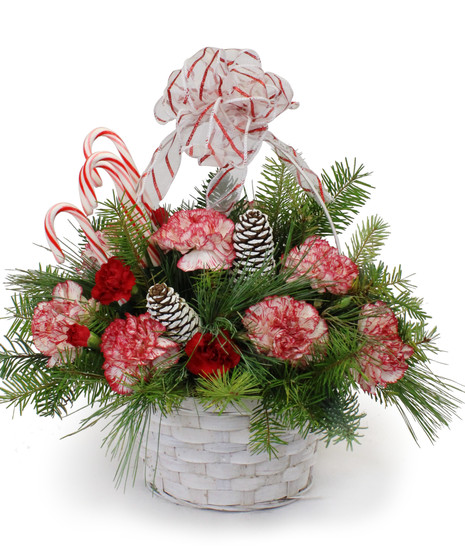 Candy Cane Dreams