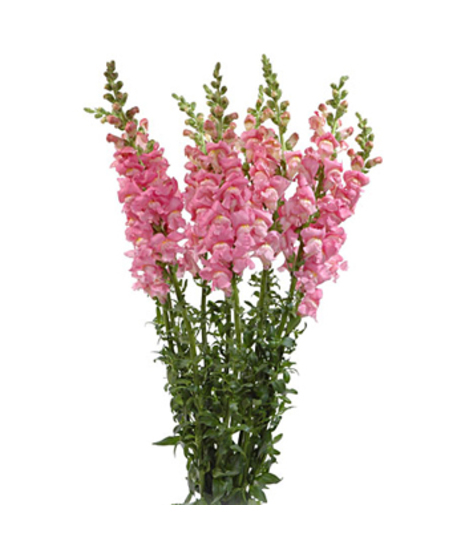 Snapdragon