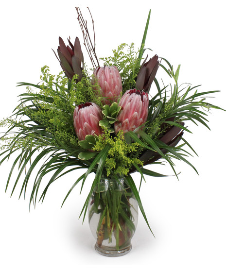 Protea Revolution
