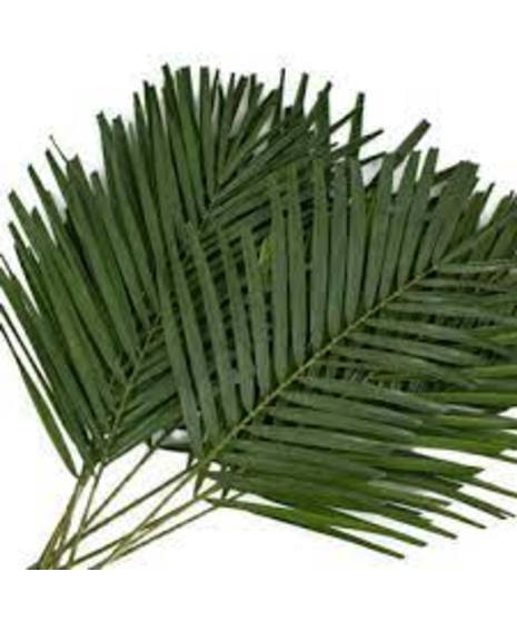 Robelenii