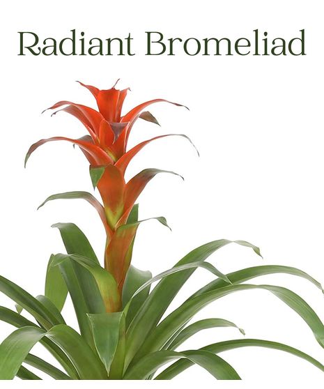 Radiant Bromeliad