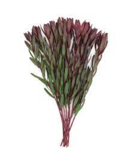 Safari Sunset (Leucadendron)