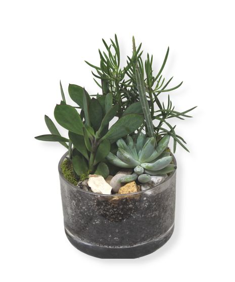 Salient Succulents