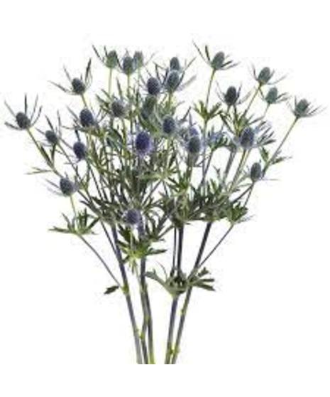Thistle  - Blue (Eryngium)