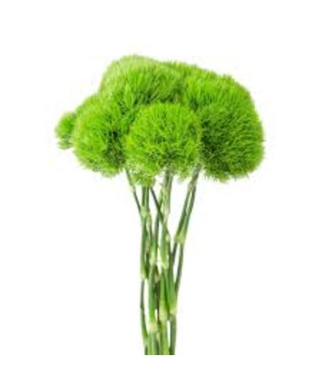 Green Trick (Dianthus)