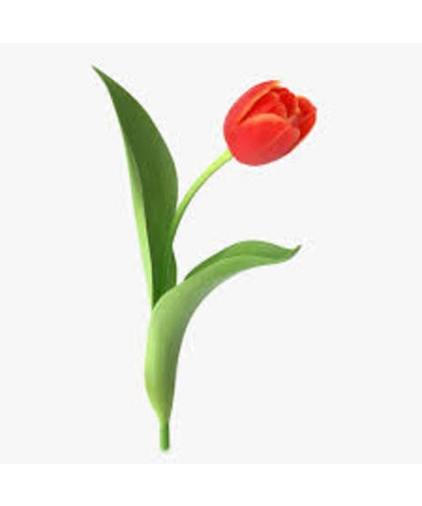 close up of tulip on white background