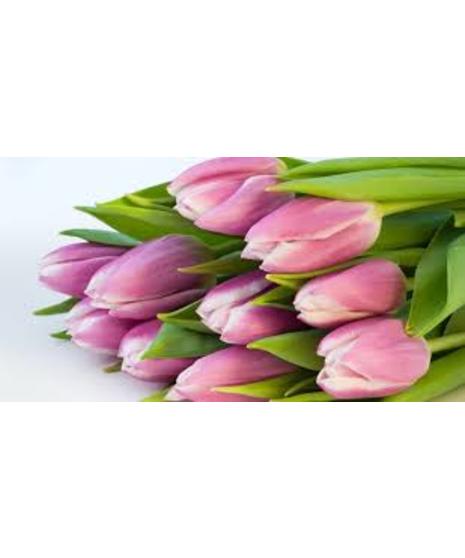 close up of tulip on white background