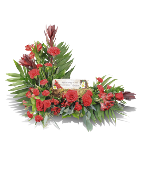 red cardinal surround