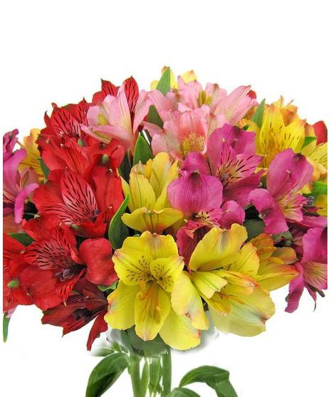 Alstroemeria