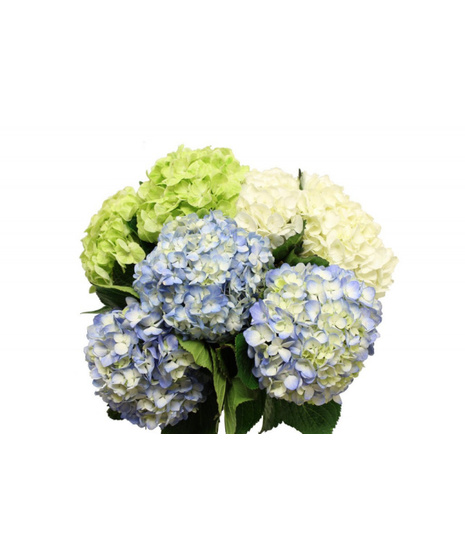 Hydrangea