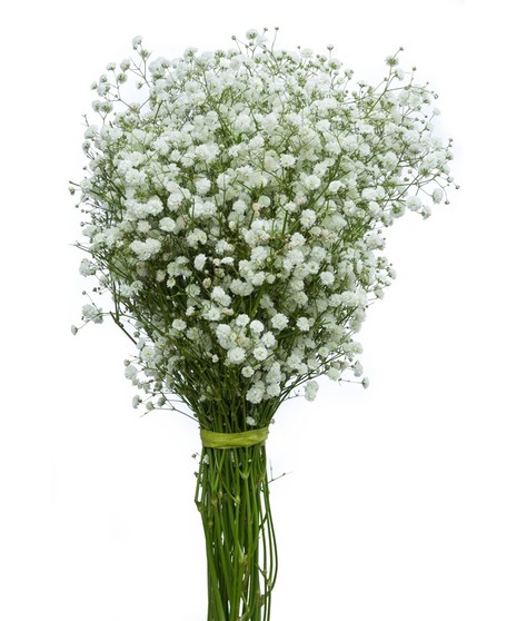 Baby's Breath